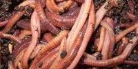 LAST NIGHT I DREAMED OF SEEING SO MANY WORMS - WHAT DOES THIS MEAN?
